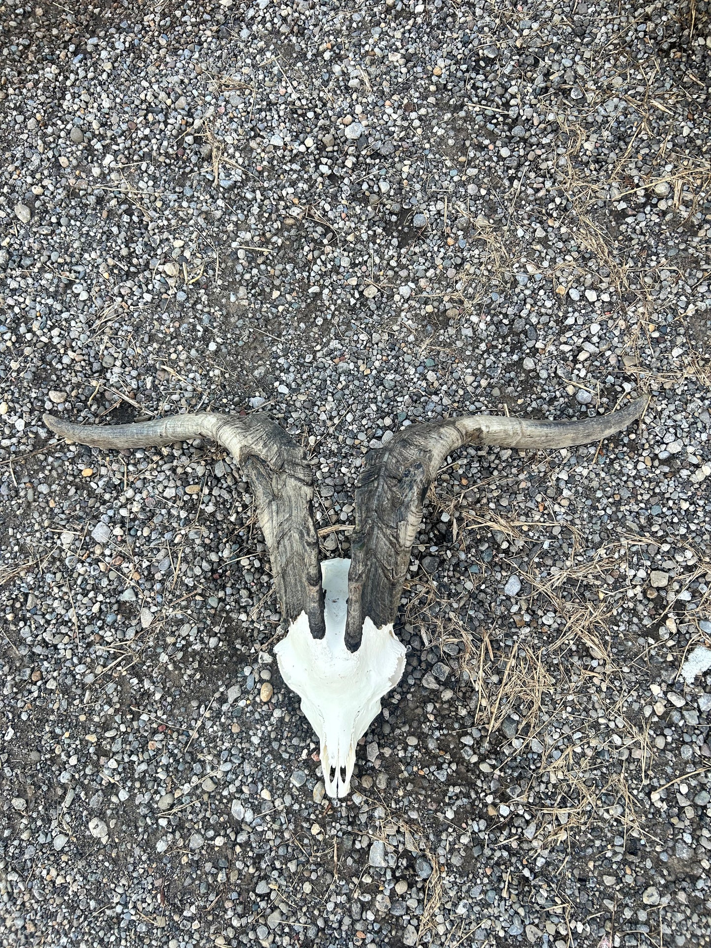 Huge thick horned goat skull/wall art/decor
