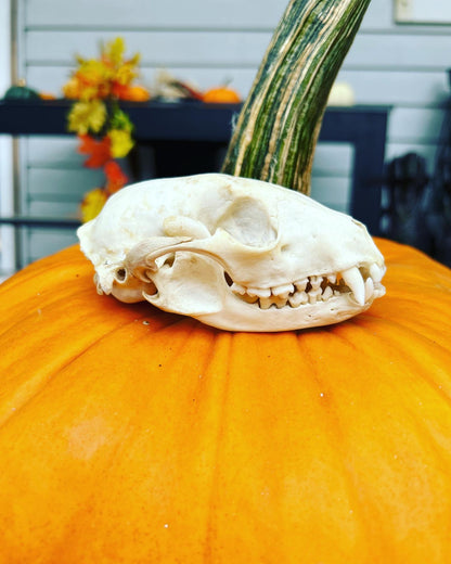 Raccoon skull