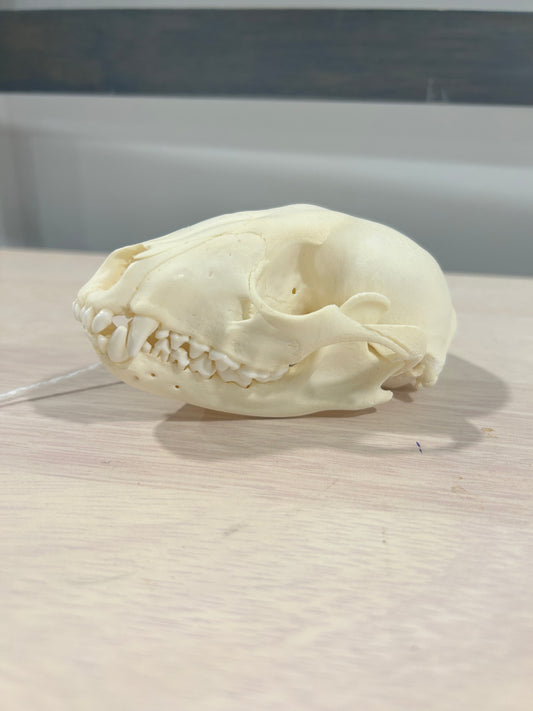 Small Raccoon skull-Grade A-(080)