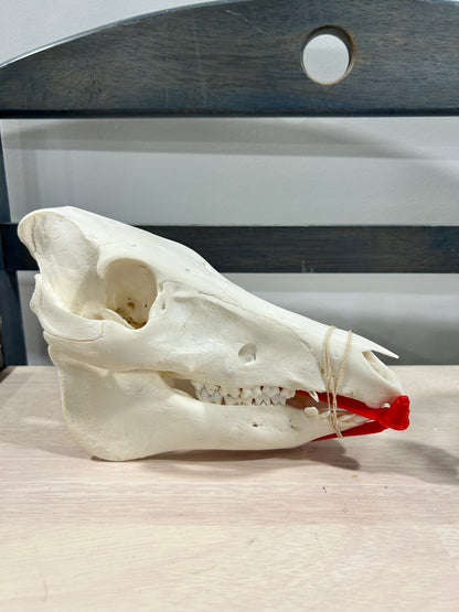 Small pig skull-(104)