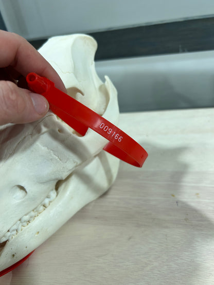 Small pig skull-(104)