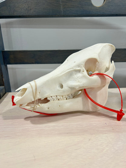 Small pig skull-(104)