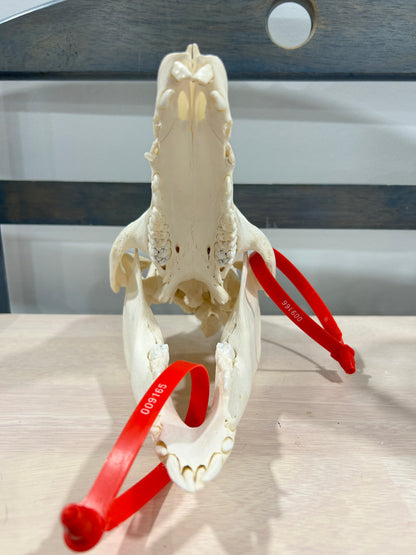 Small pig skull-(104)