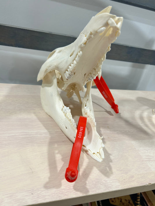 Small pig skull-(104)