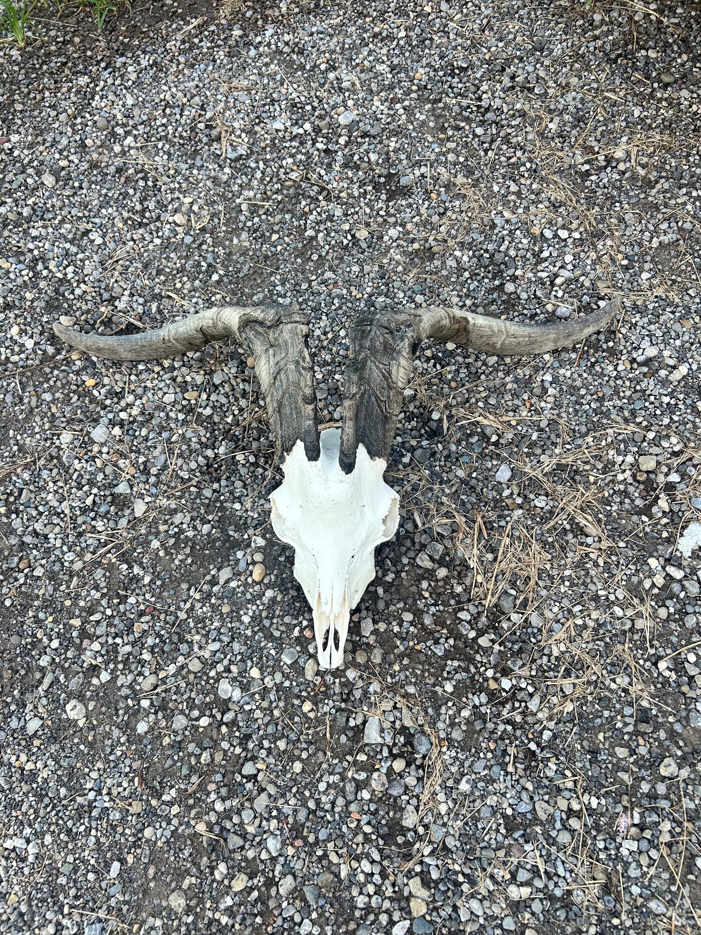 Huge thick horned goat skull/wall art/decor