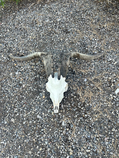 Huge thick horned goat skull/wall art/decor