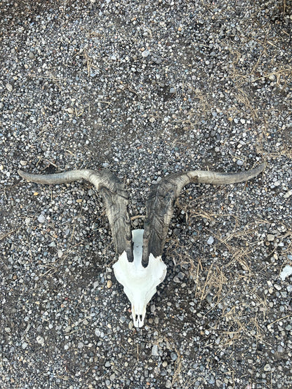Huge thick horned goat skull/wall art/decor