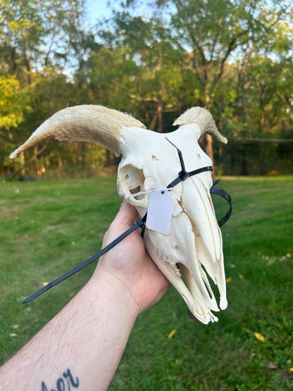 Small ram skull with jaw(2100)