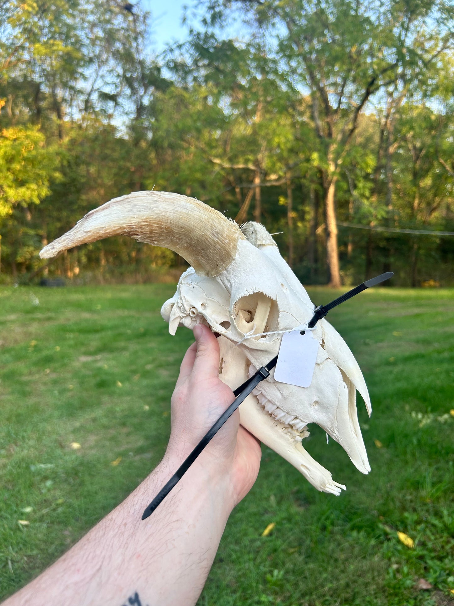 Small ram skull with jaw(2100)