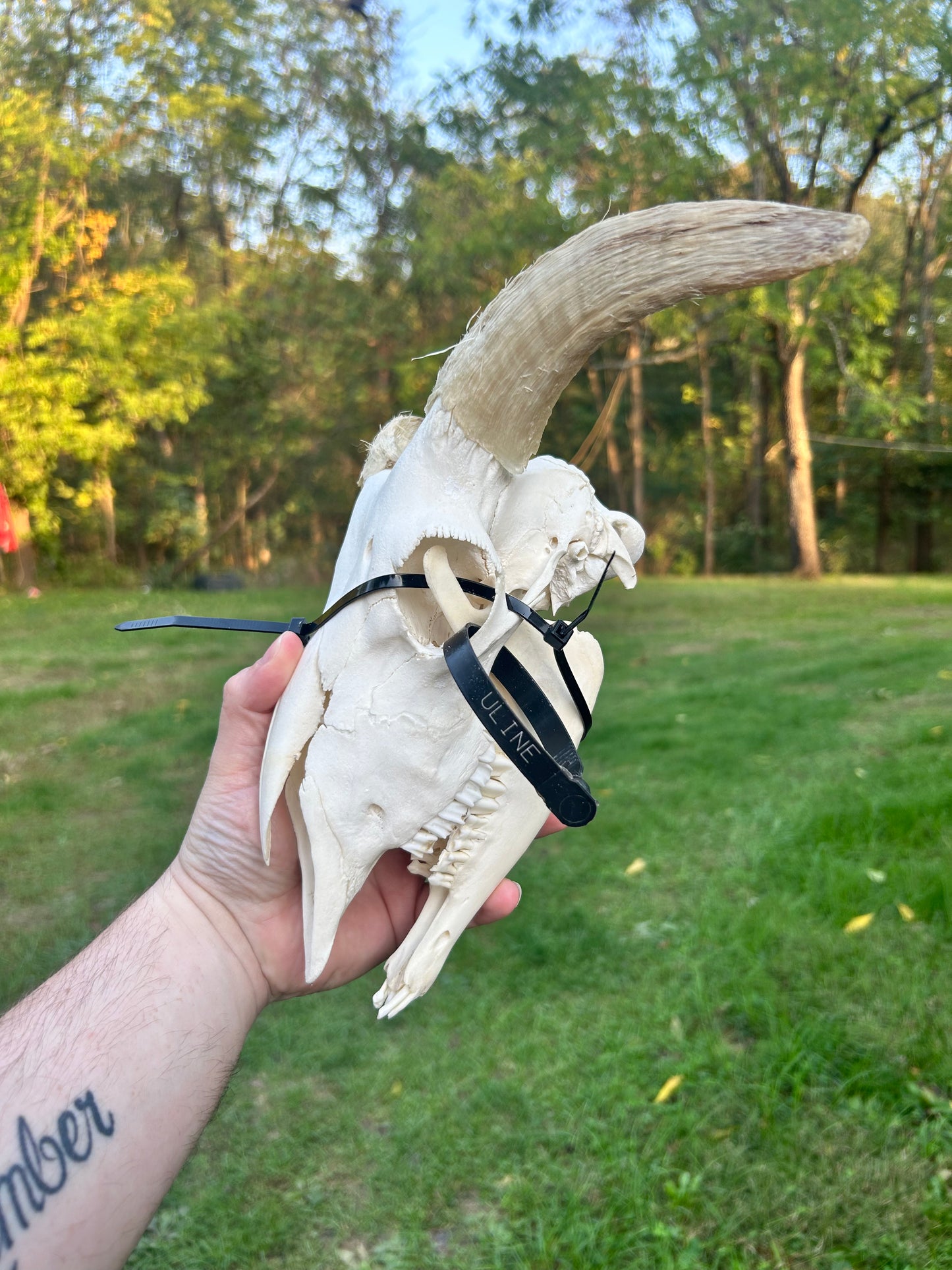Small ram skull with jaw(2100)