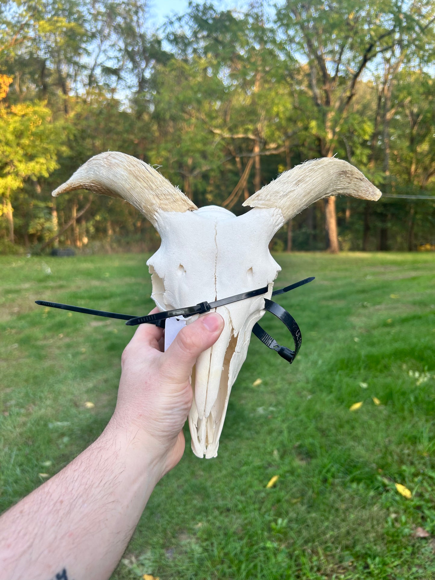 Small ram skull with jaw(2100)